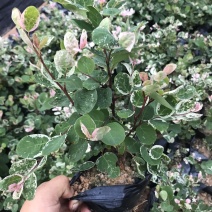 雪花木白雪公主雪花木
