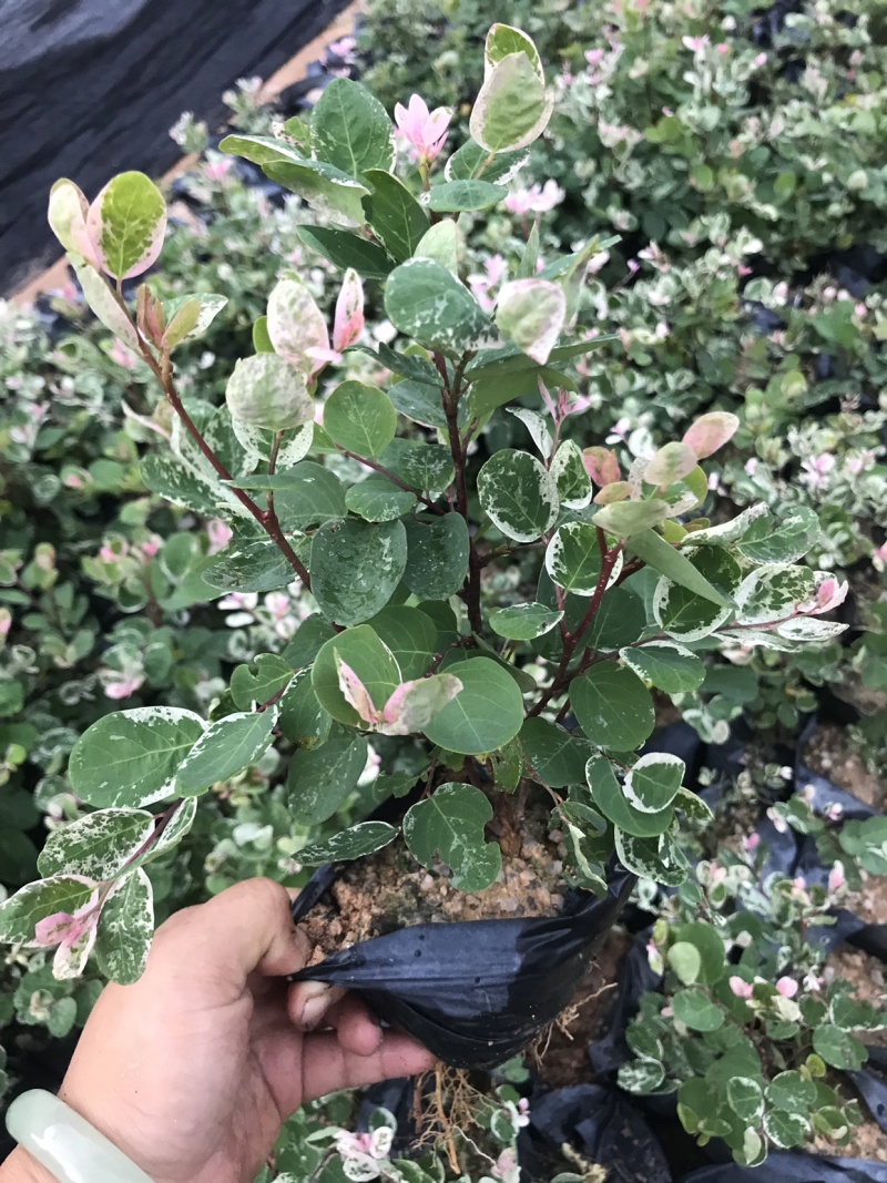 雪花木白雪公主雪花木