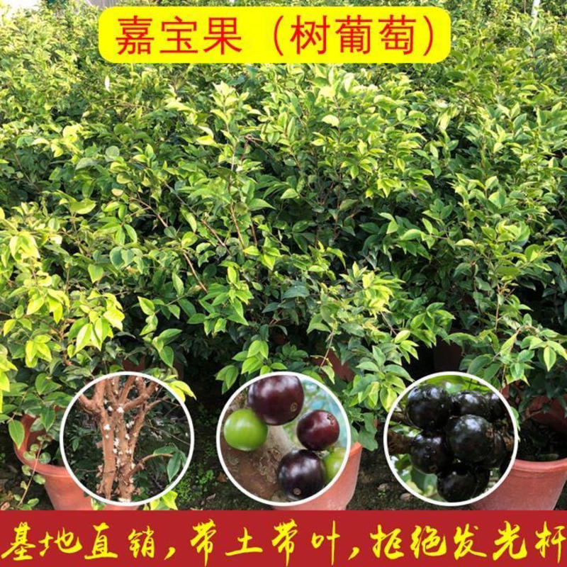 嘉宝果树葡萄正宗台湾嘉宝果苗四季嘉宝果树