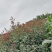 大花月季基地大量供应，大花月季实拍图片，大花月季价格