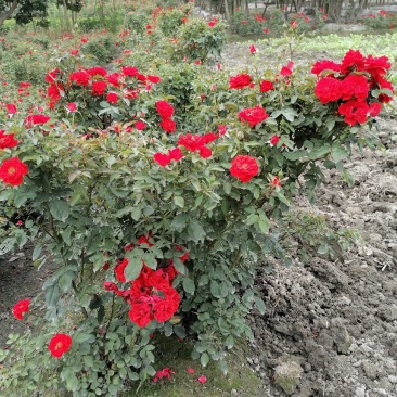 大花月季基地大量供应，大花月季实拍图片，大花月季价格