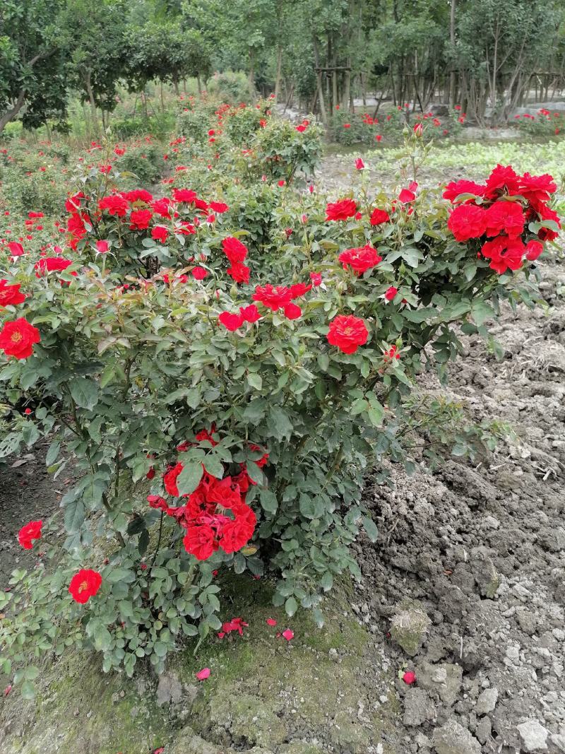 大花月季基地大量供应，大花月季实拍图片，大花月季价格