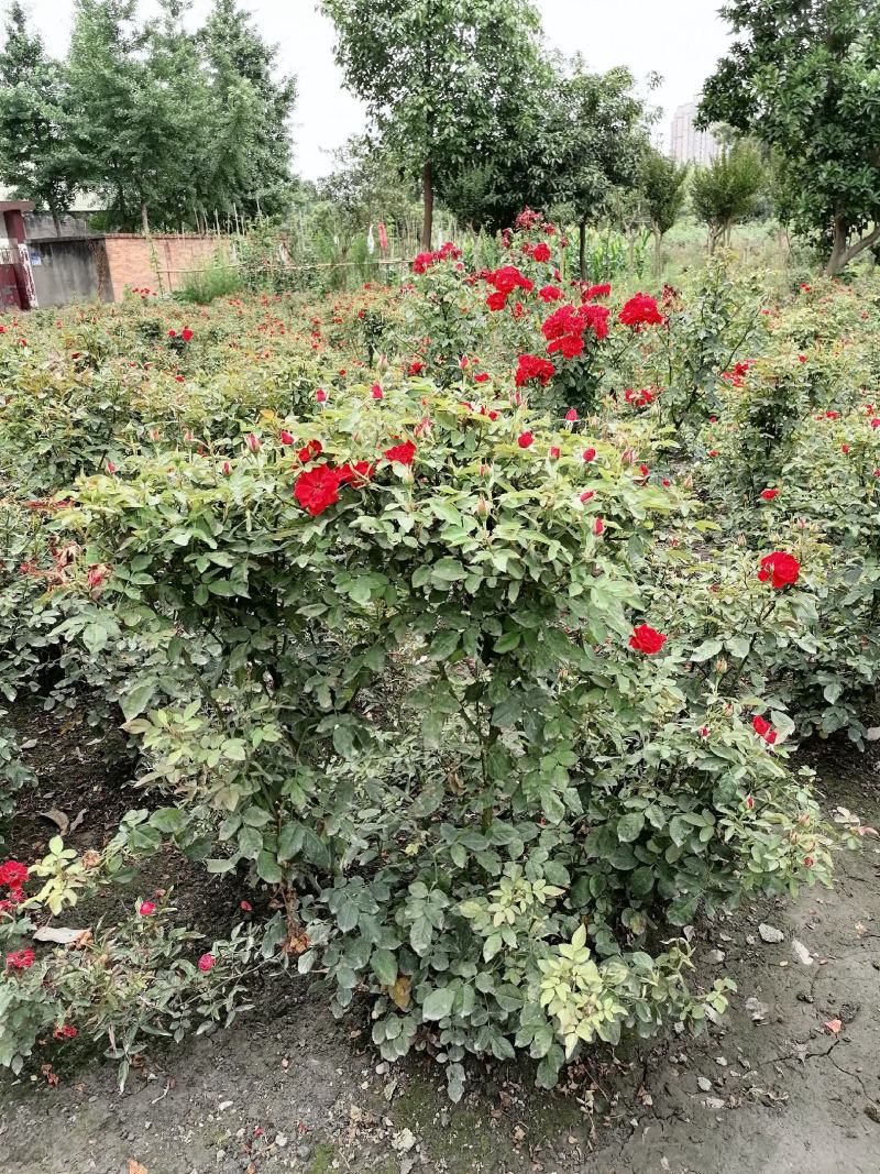 大花月季基地大量供应，大花月季实拍图片，大花月季价格