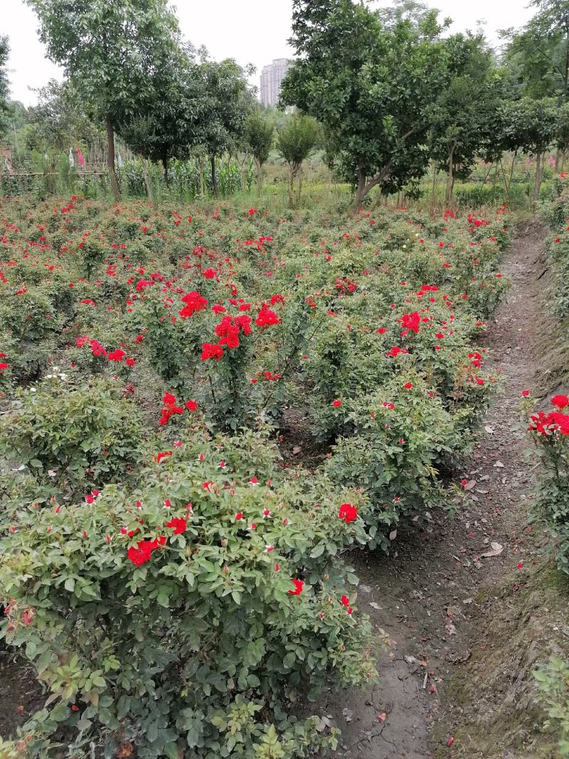 大花月季基地大量供应，大花月季实拍图片，大花月季价格