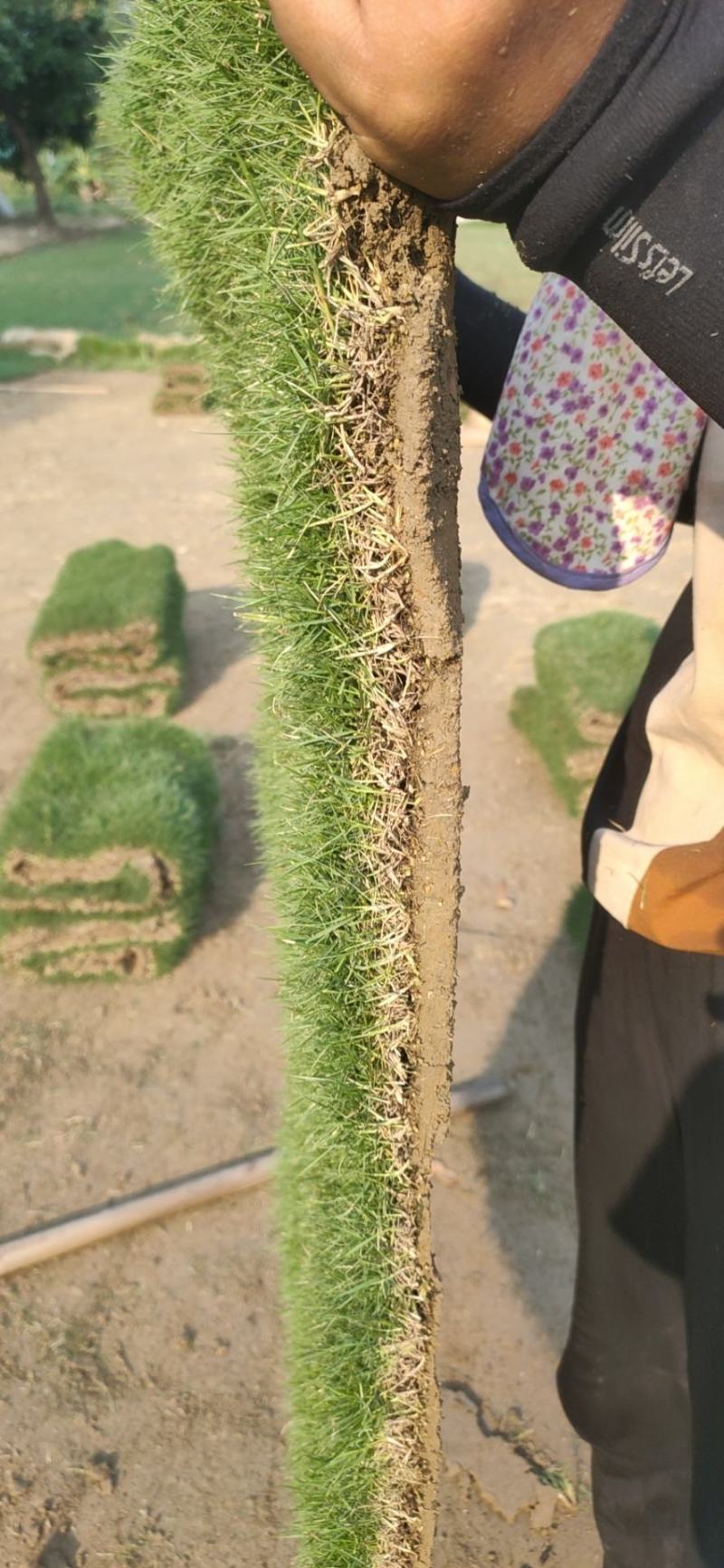台湾草，马尼拉兰引三号，大叶油草，草卷，草块，一手货源