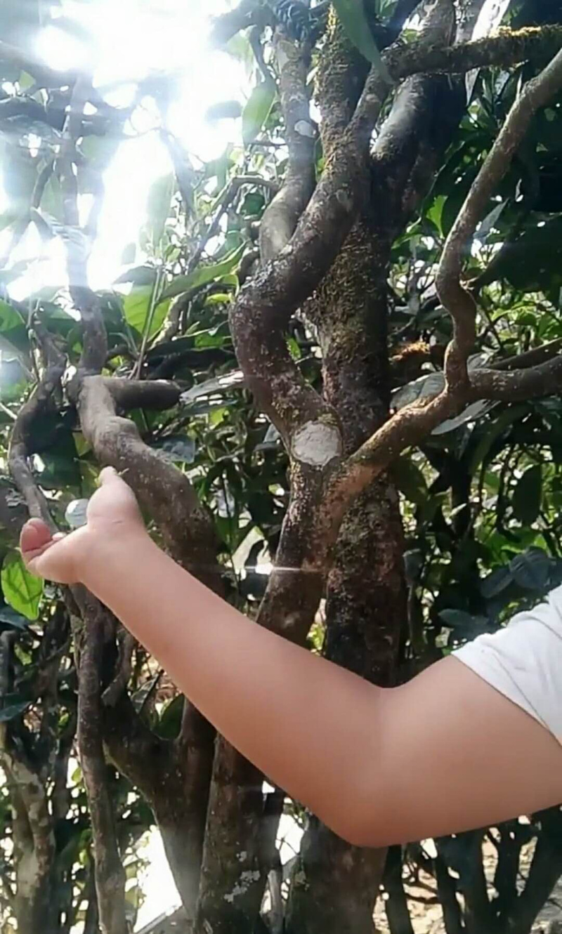 古树茶纯手工制作质量假一赔十