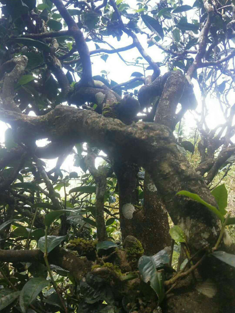 古树茶纯手工制作质量假一赔十