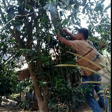 古树茶纯手工制作质量假一赔十