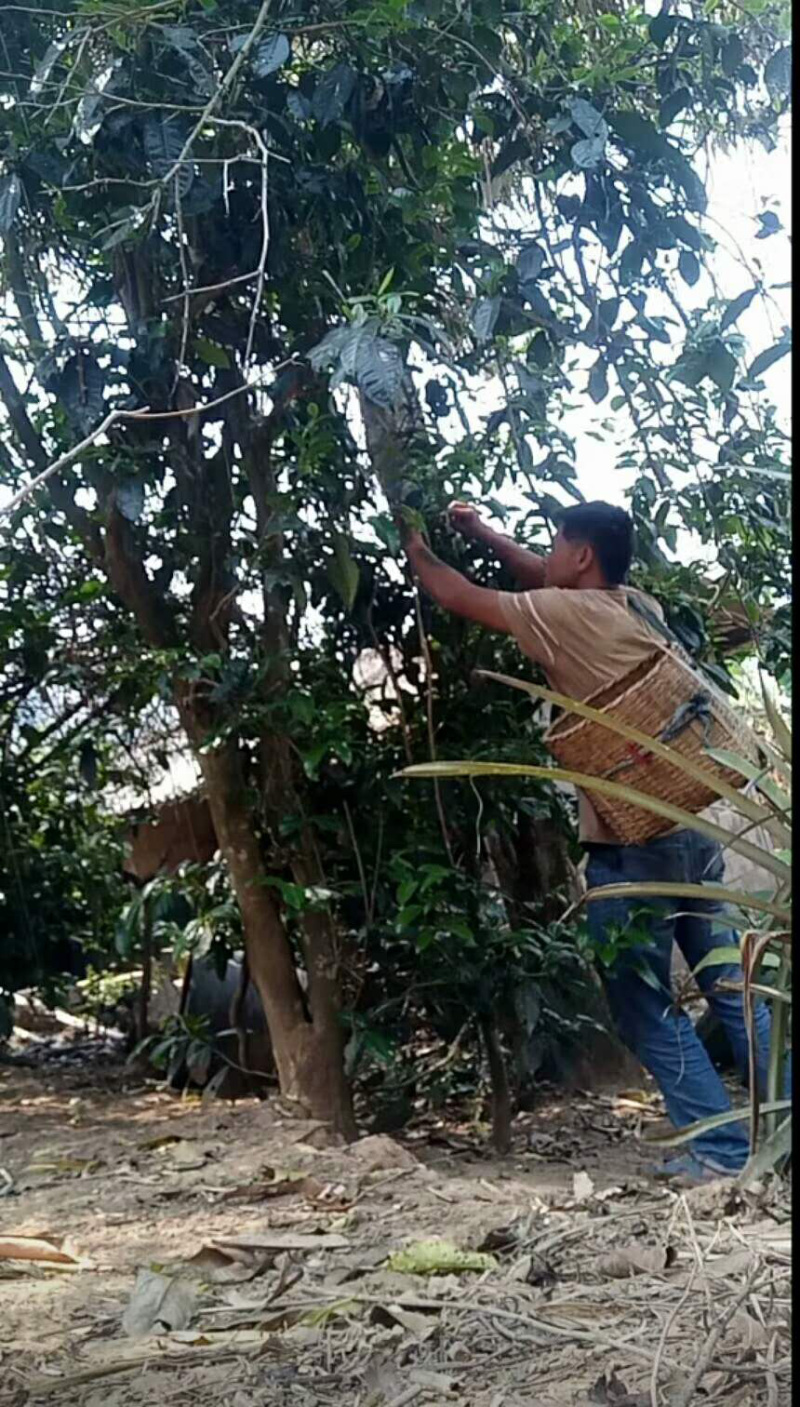古树茶纯手工制作质量假一赔十