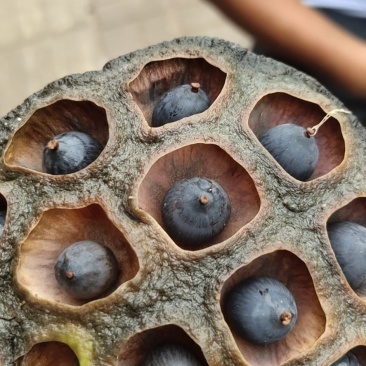 莲蓬，药莲蓬，新鲜莲蓬大量有货质量保证欢迎采购