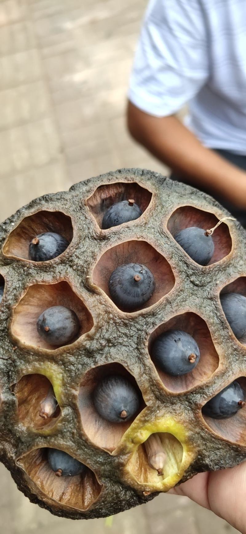 莲蓬，药莲蓬，新鲜莲蓬大量有货质量保证欢迎采购