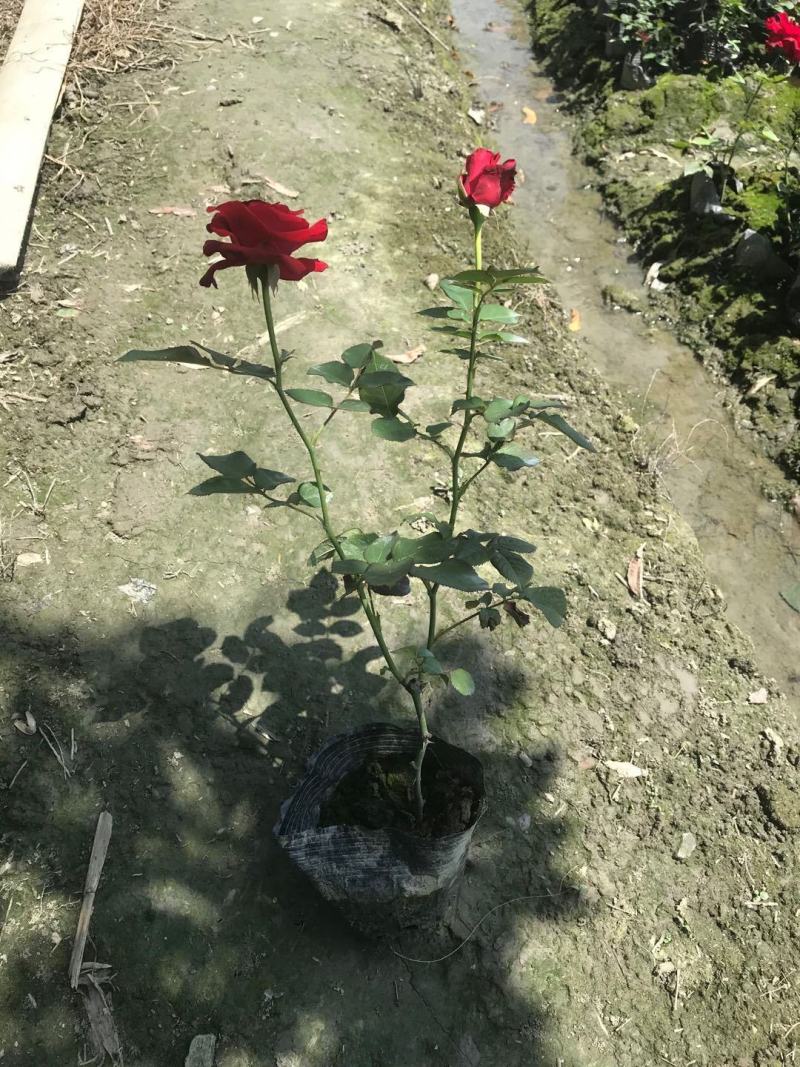 丰花月季价格仅供参考，丰花月季实拍图片，