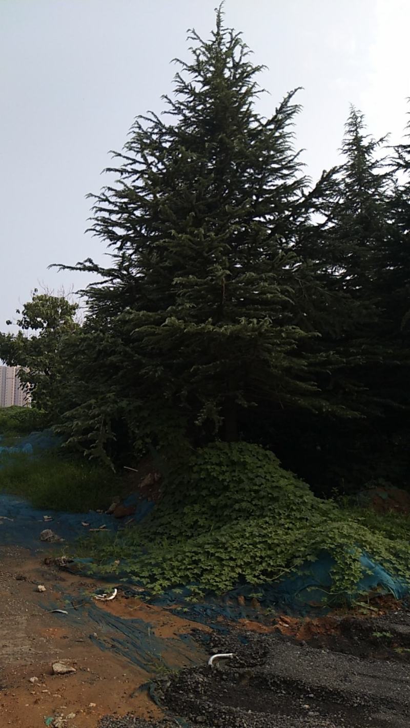优质雪松12米以上路树大规格