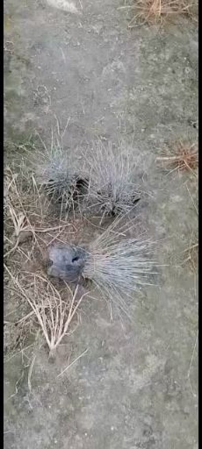 蓝羊茅苗实图视频，蓝羊茅价格介绍，蓝羊茅基地货源