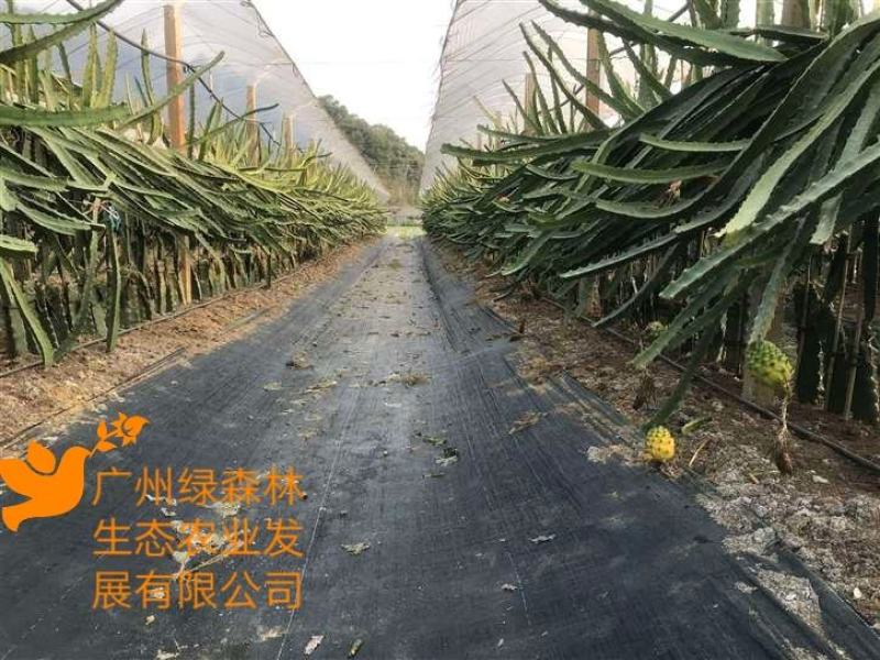 燕窝果苗枝条扦插苗厄瓜多尔/30CM技术支持