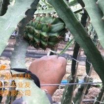 燕窝果苗嫁接苗麒麟果苗燕窝火龙果黄皮火龙果苗
