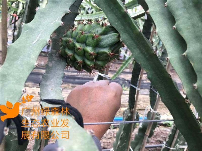 燕窝果苗嫁接苗麒麟果苗燕窝火龙果黄皮火龙果苗