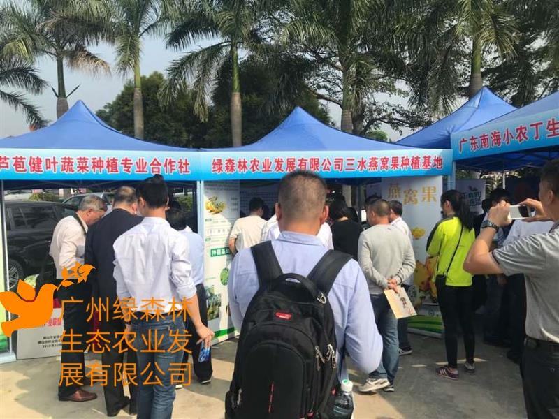 燕窝果苗嫁接苗麒麟果苗燕窝火龙果黄皮火龙果苗