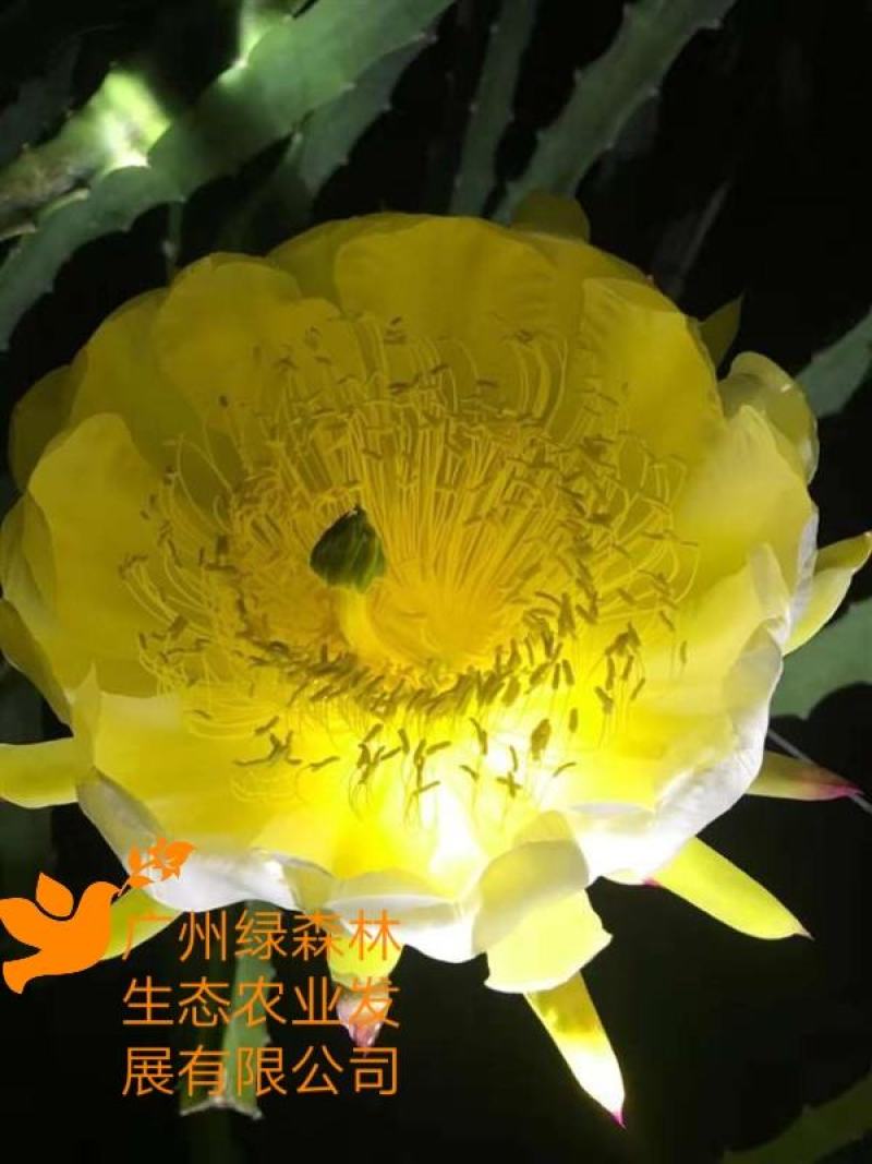 燕窝果苗嫁接苗麒麟果苗燕窝火龙果黄皮火龙果苗