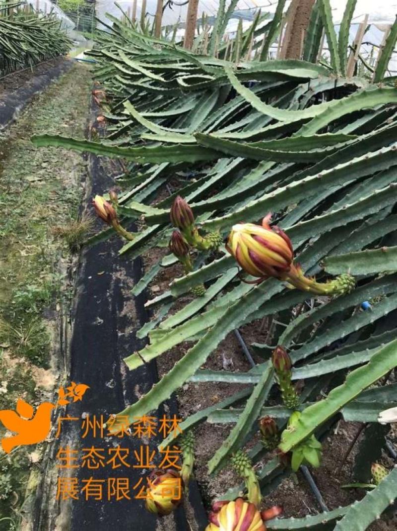 燕窝果苗嫁接苗麒麟果苗燕窝火龙果黄皮火龙果苗