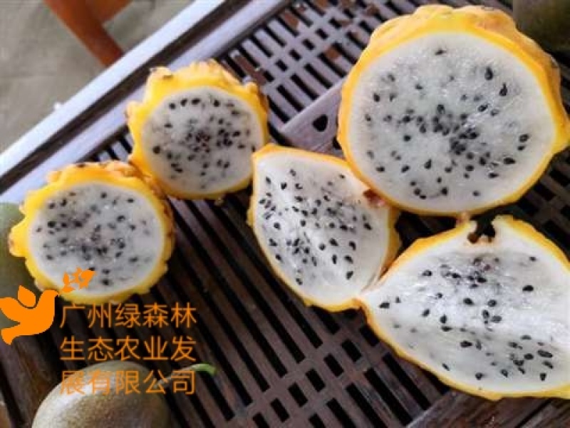 燕窝果苗嫁接苗麒麟果苗燕窝火龙果黄皮火龙果苗