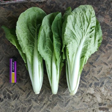 大量小白菜大棚种植长期供应
