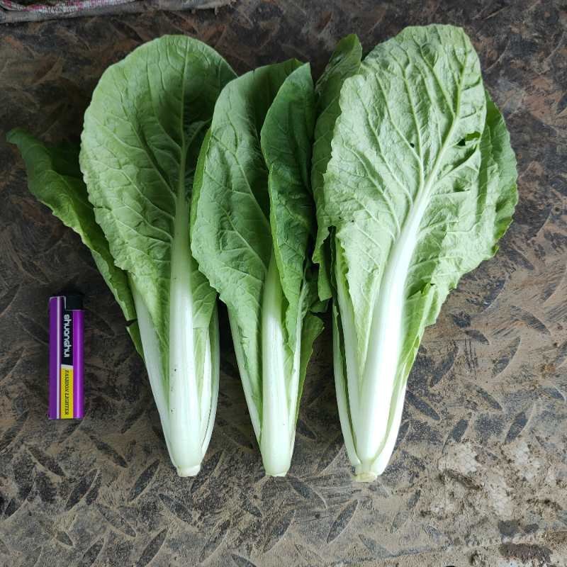 大量小白菜大棚种植长期供应