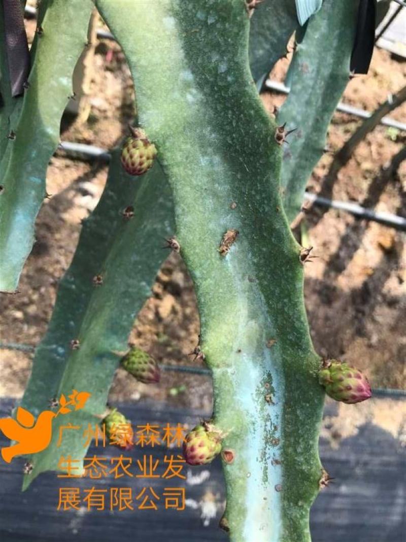 黄龙果苗30-50cm厄燕种苗火龙果苗麒麟果枝条苗