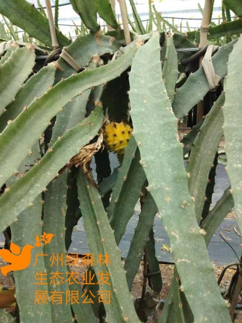 黄龙果苗30-50cm厄燕种苗火龙果苗麒麟果枝条苗