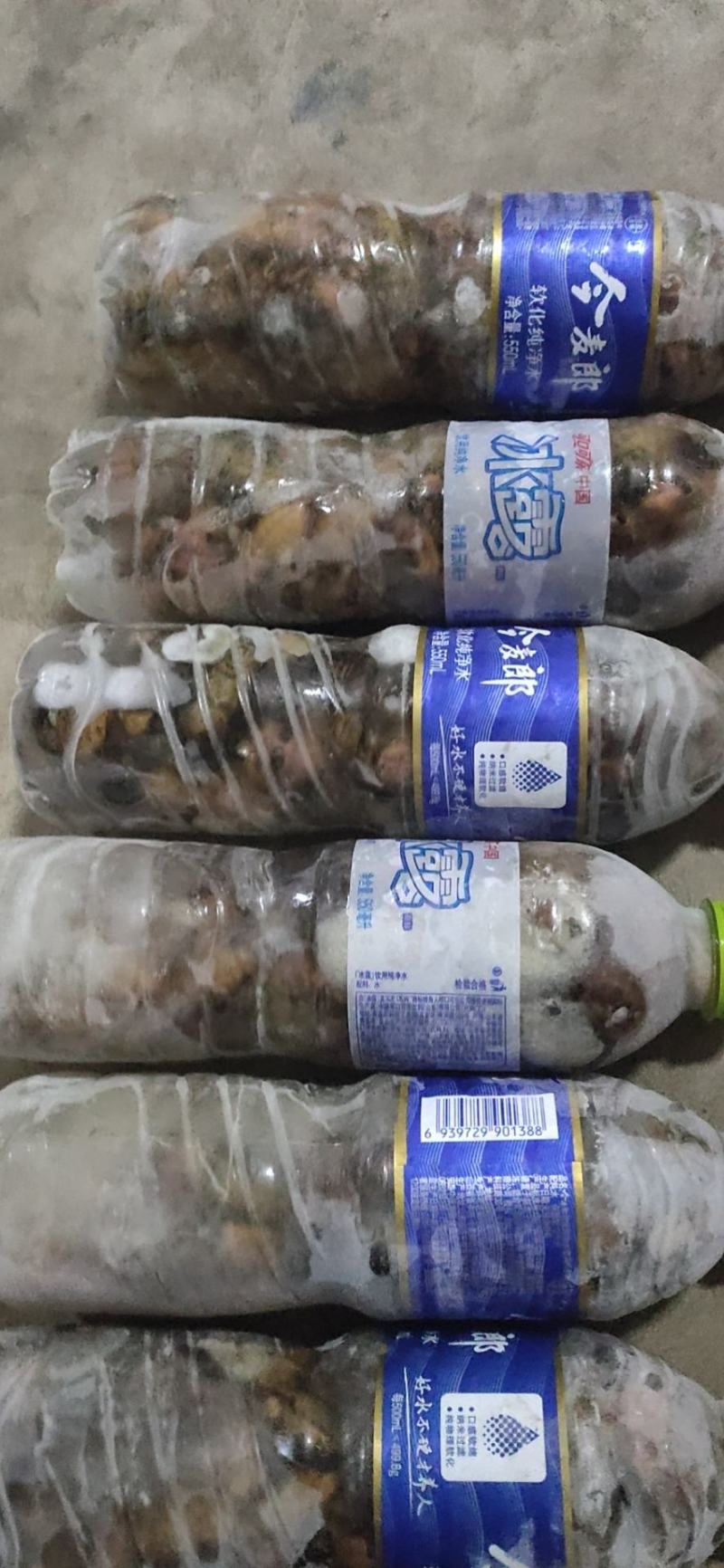 瓶装金蝉，，金蝉，结了鬼，爬叉精品优质活体速冻金蝉