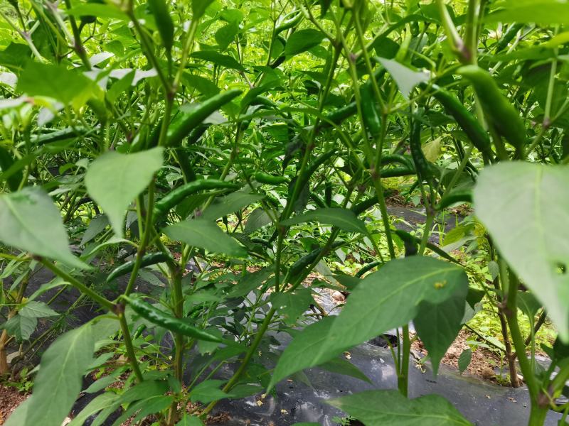 优质朝天椒（艳红425）