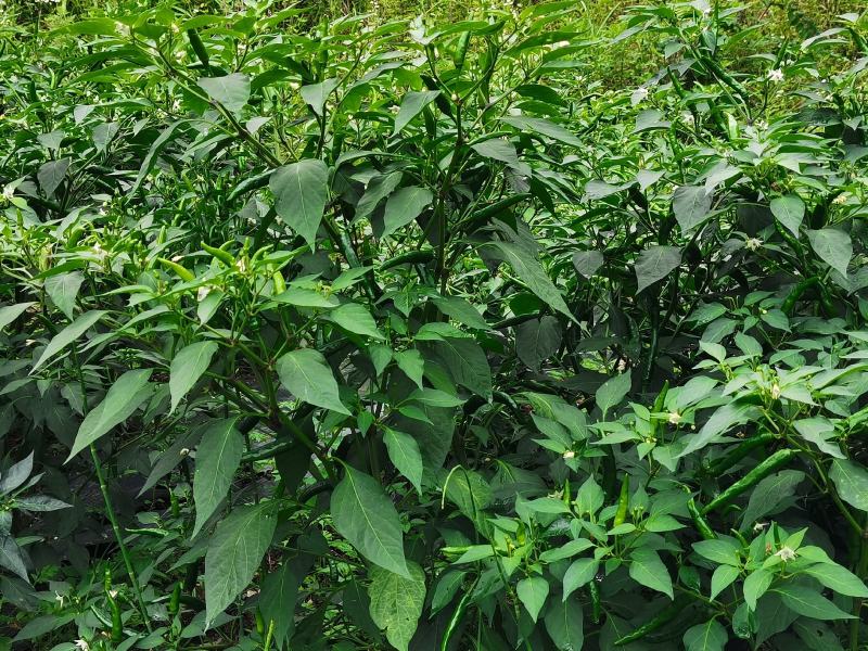优质朝天椒（艳红425）