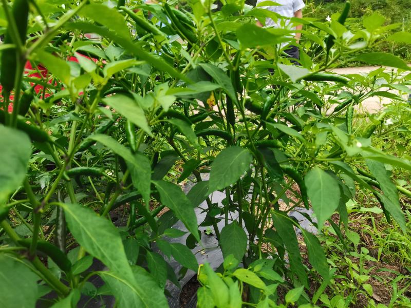 优质朝天椒（艳红425）