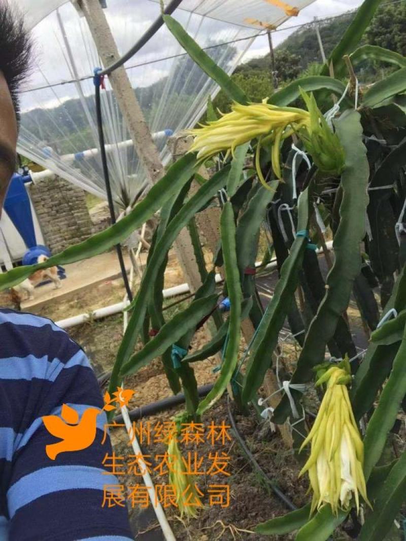 无刺黄龙果苗以色列无刺黄龙苗无刺黄龙种苗