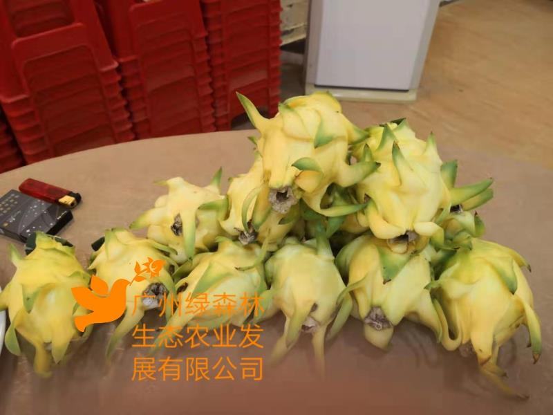 无刺黄龙果苗以色列无刺黄龙苗无刺黄龙种苗