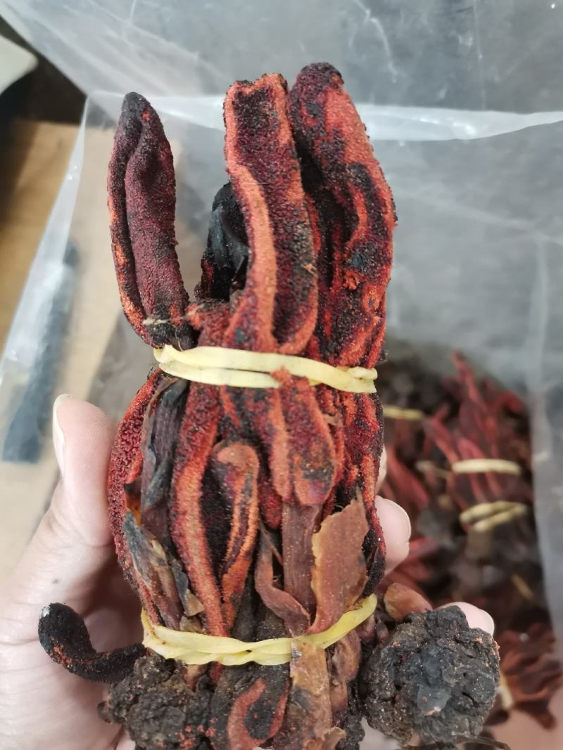 回春草大条顶天柱不老草云南草苁蓉包邮泡酒料泡水