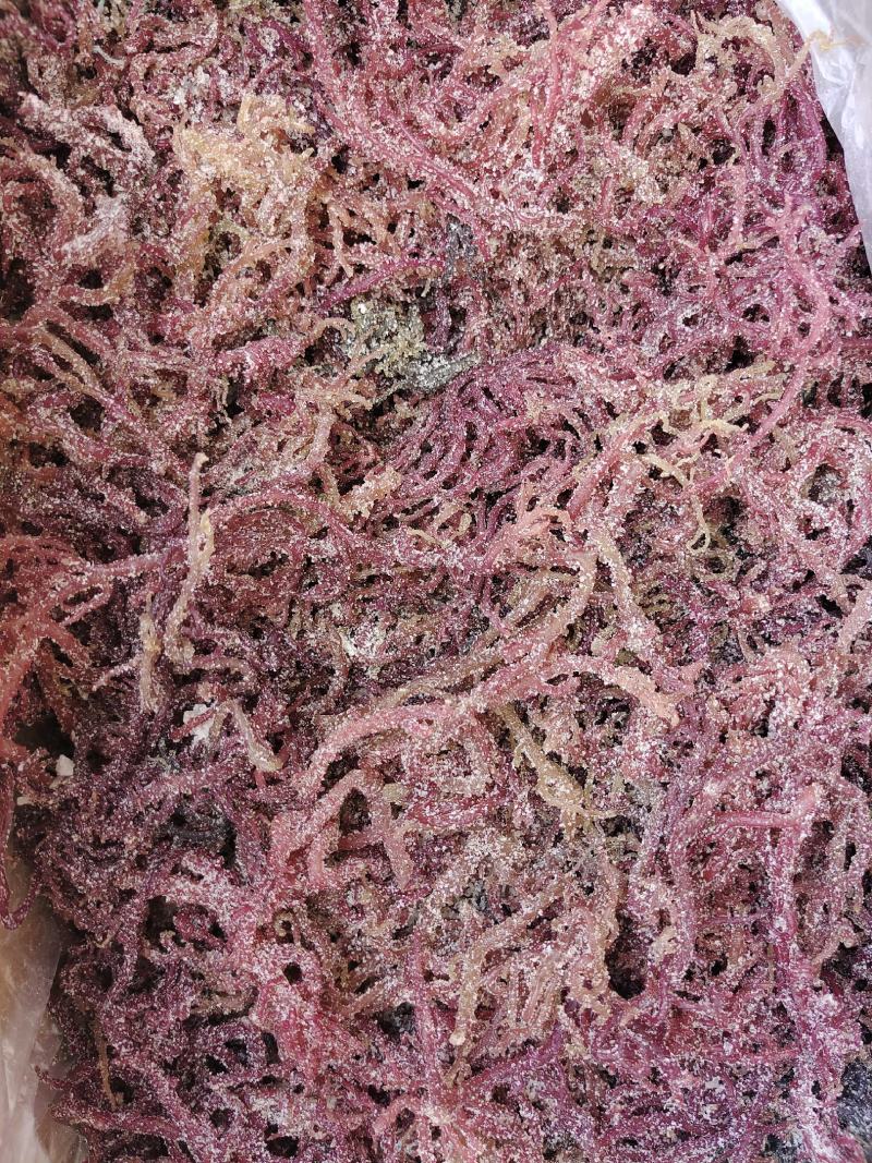红珊瑚、绿珊瑚，酒店特色食材