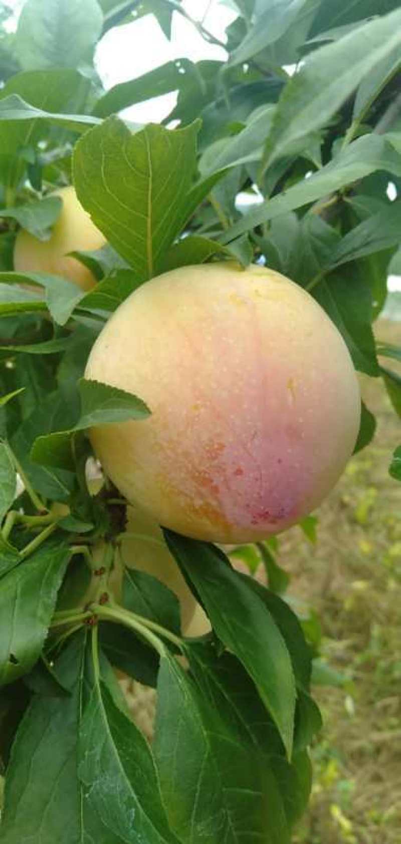 前味红李，大量上市，个头口感**，冷藏常温运输均可