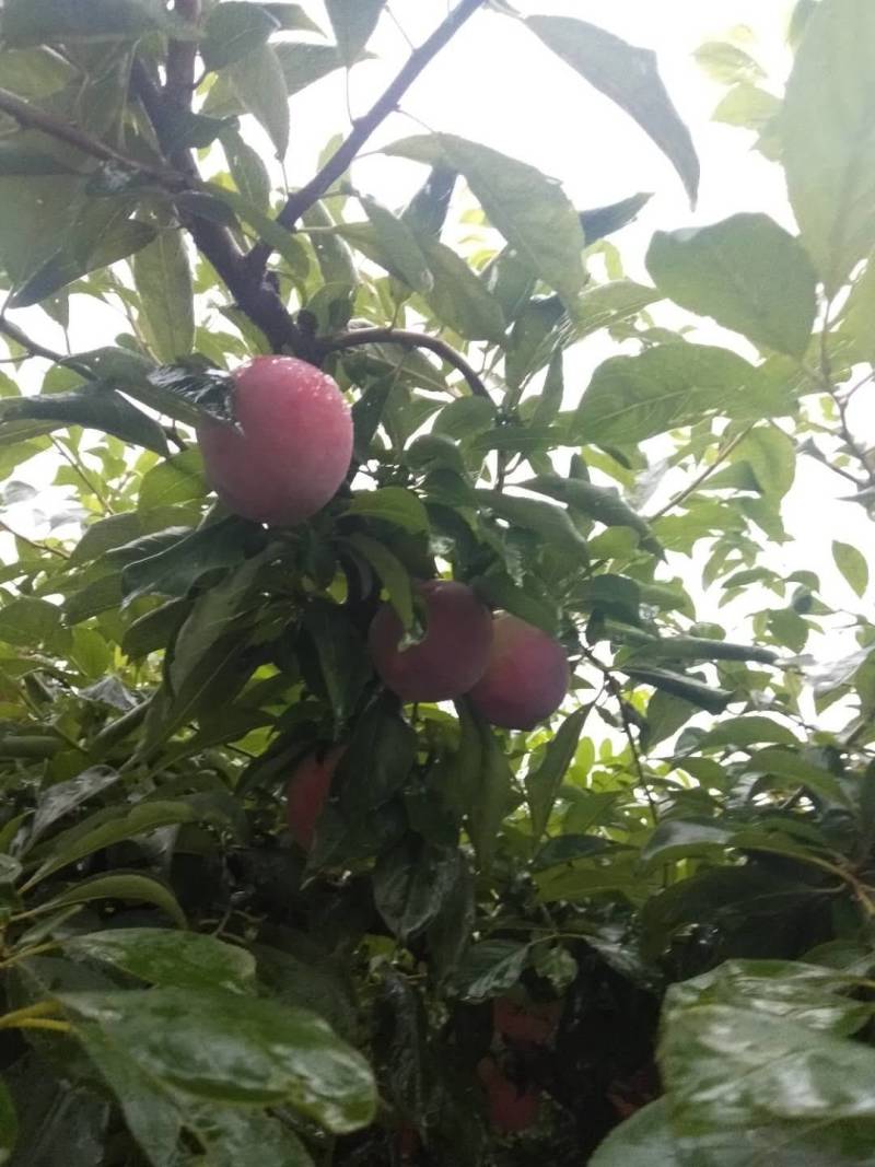 前味红李，大量上市，个头口感**，冷藏常温运输均可