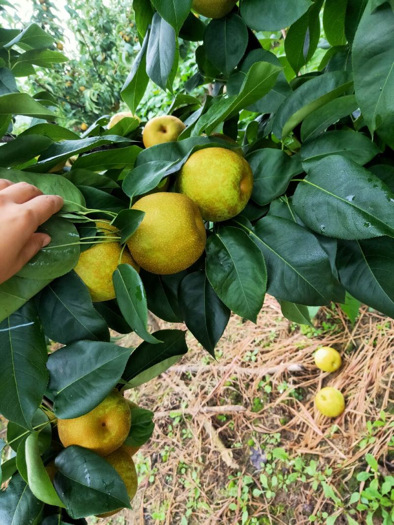 脆冠梨，超甜多汁无渣，【万亩基地】产地直供，现摘现发