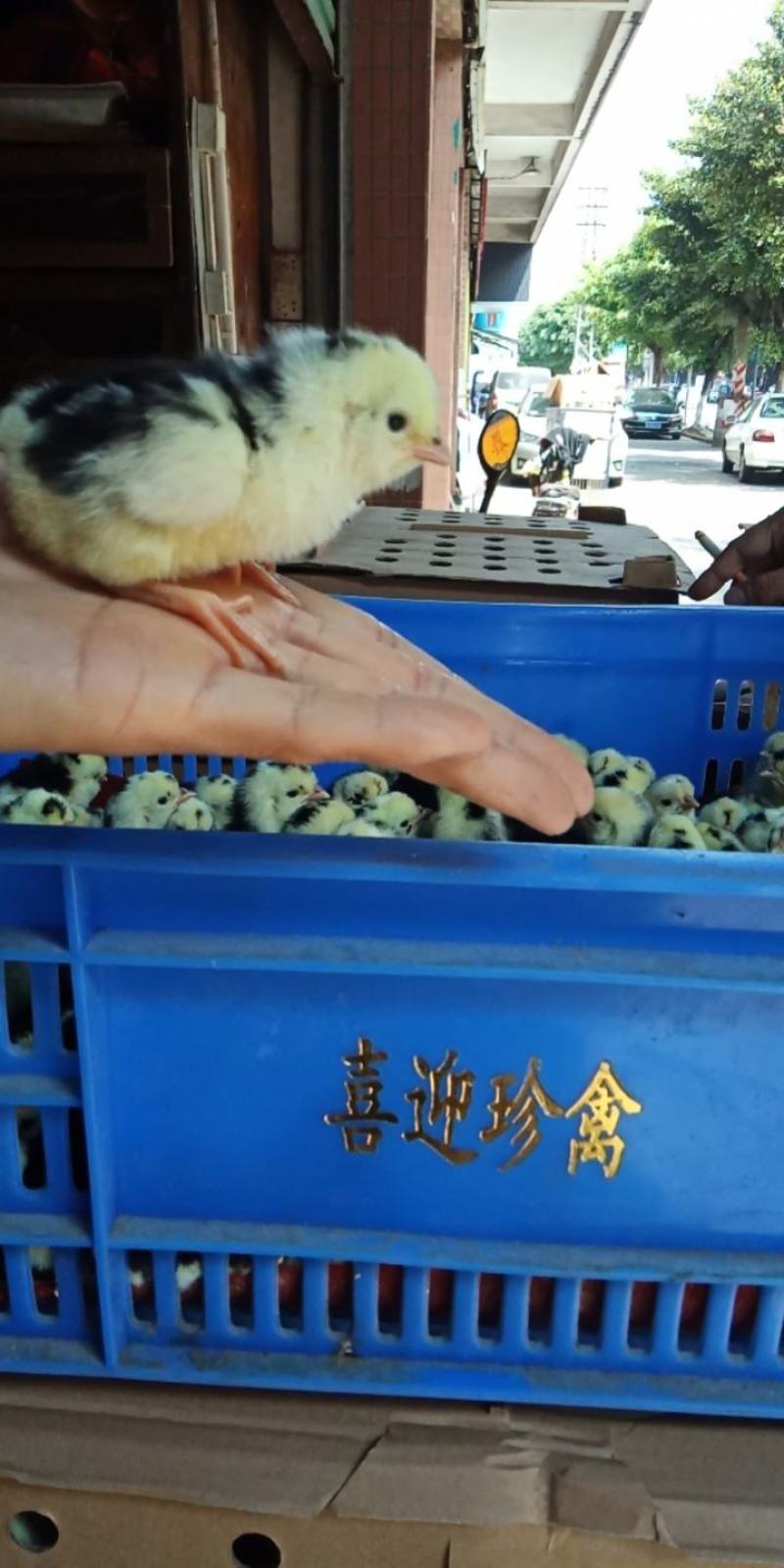 贵妃鸡苗，疫苗已注射，路途中包活