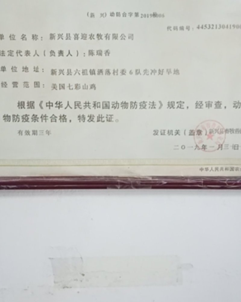 非洲鸵鸟苗，澳洲鸵鸟苗