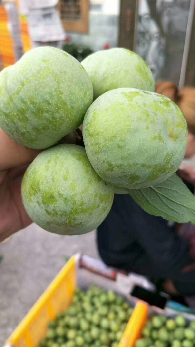青翠李子长期稳定