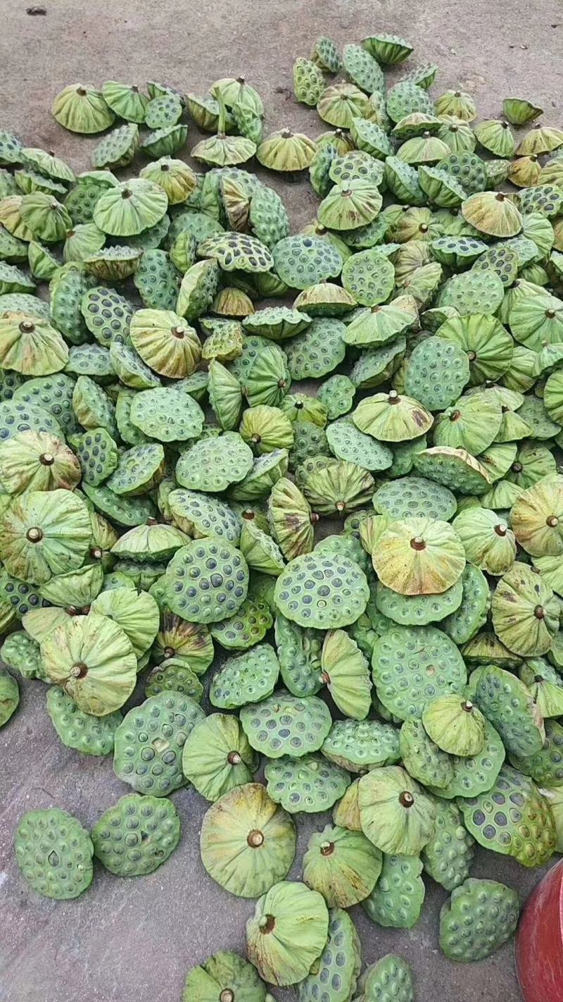 鲜莲_草莲-白莲-干莲-红莲