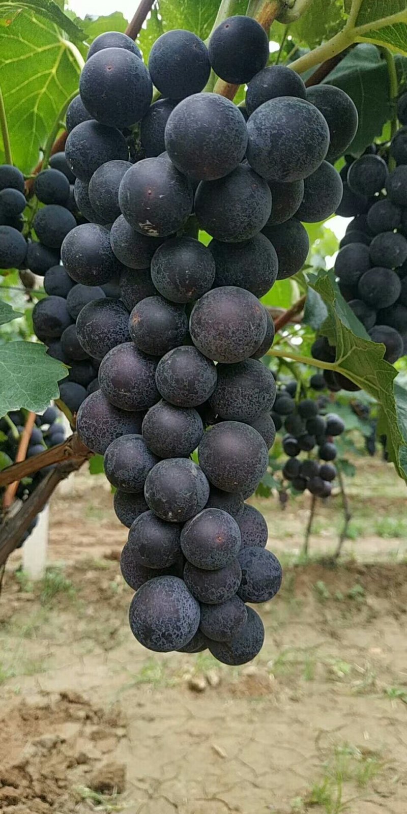 沪太八号葡萄