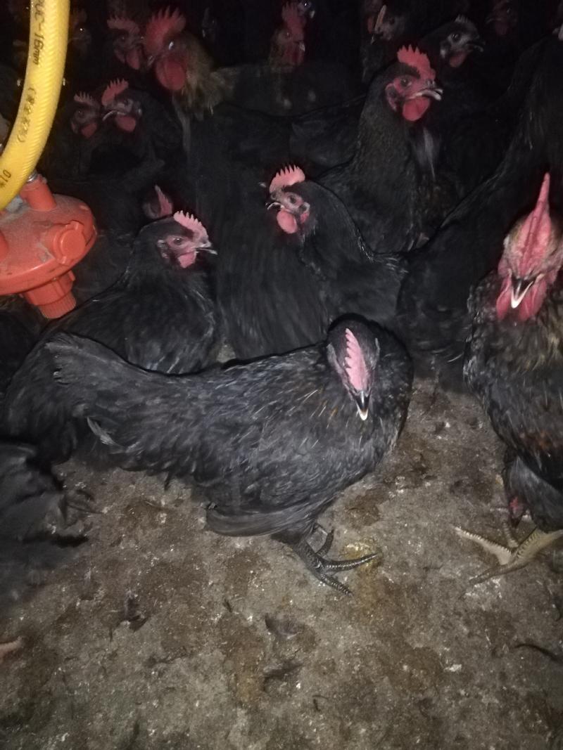 黑1.5黑4黑5黑土2公母鸡全圈养健康羽毛光亮