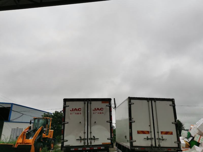饲料螺养殖螺中大中小新鲜专车