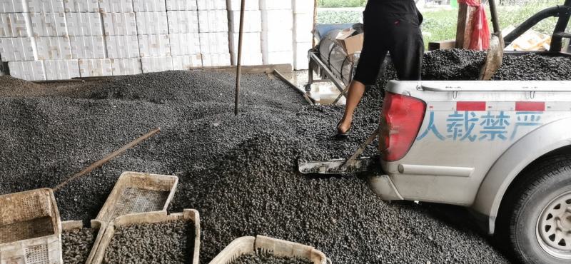 饲料螺养殖螺中大中小新鲜专车