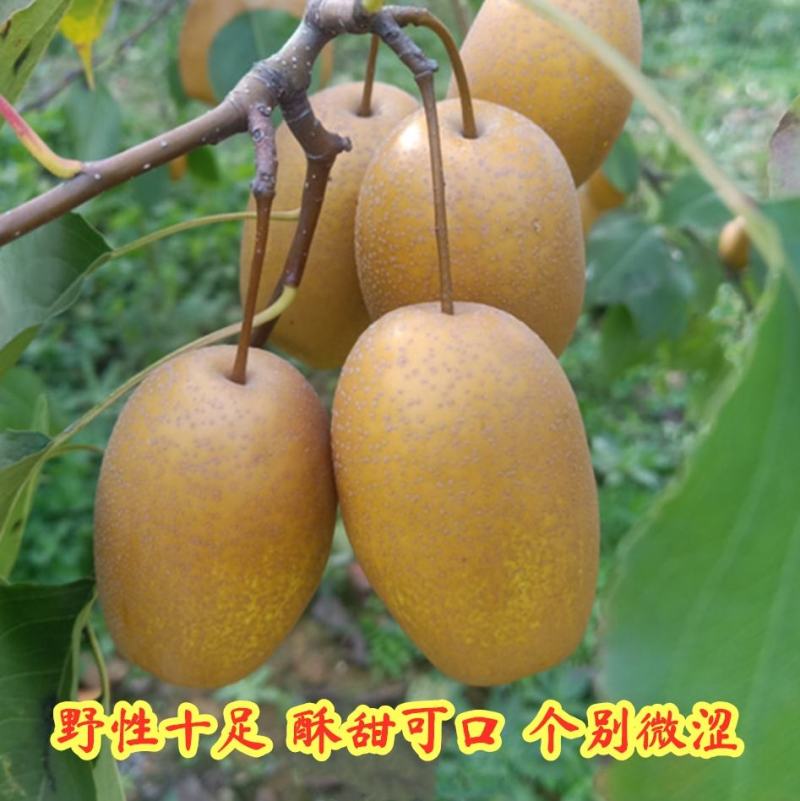 【牛】（推荐）沙梨河南沙梨金珠果农民自种