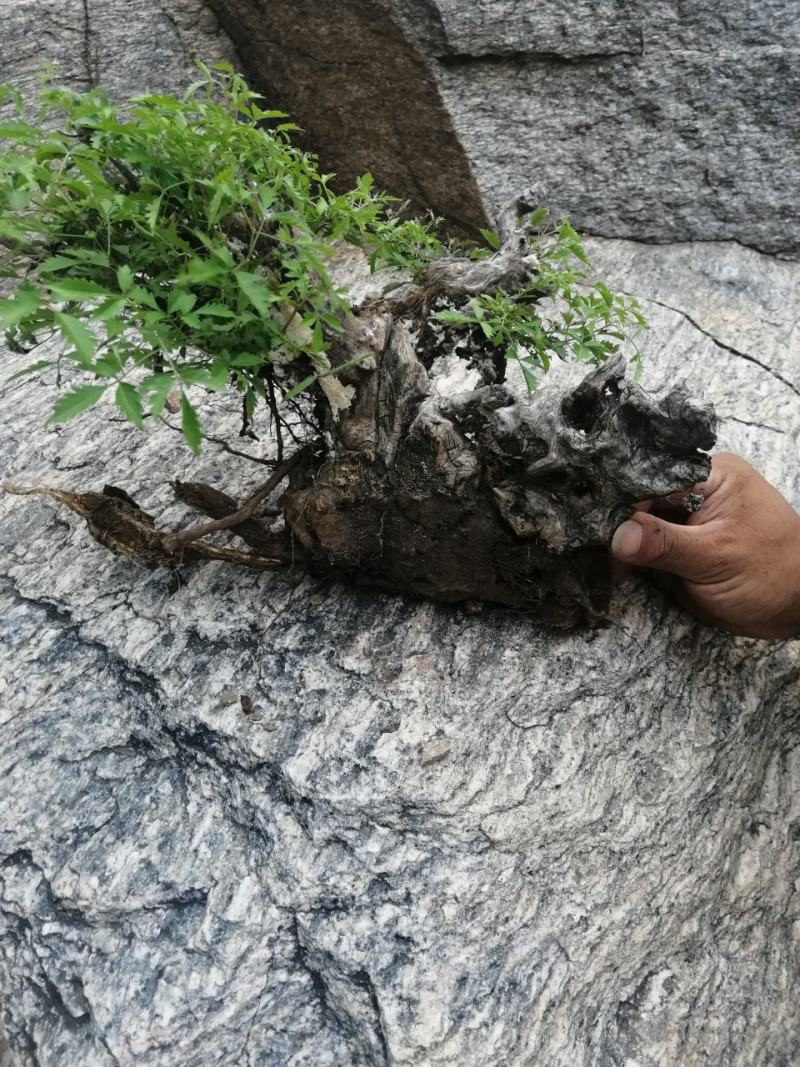 黄荆盆景，百年老桩，